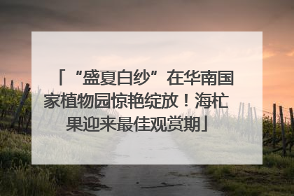 “盛夏白纱”在华南国家植物园惊艳绽放！海杧果迎来最佳观赏期
