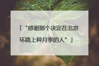 “感谢那个决定在北京环路上种月季的人”