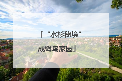 “水杉秘境”成鹭鸟家园
