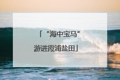 “海中宝马”游进霞浦盐田