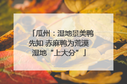 瓜州：湿地景美鸭先知 赤麻鸭为荒漠湿地“上大分”