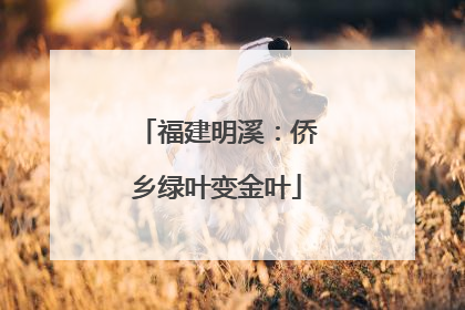 福建明溪：侨乡绿叶变金叶