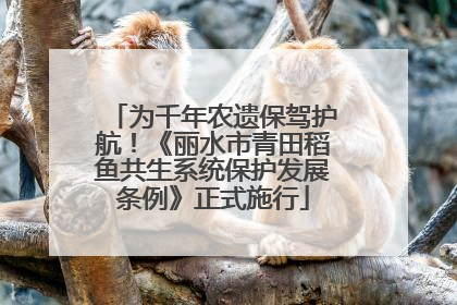 为千年农遗保驾护航！《丽水市青田稻鱼共生系统保护发展条例》正式施行
