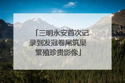 三明永安首次记录到发冠卷尾筑巢繁殖珍贵影像