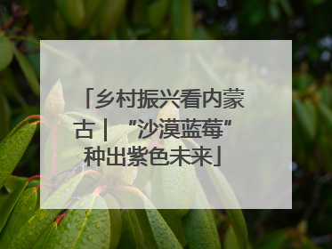 乡村振兴看内蒙古｜“沙漠蓝莓”种出紫色未来