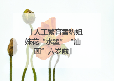 人工繁育雪豹姐妹花“水墨”“油画”六岁啦