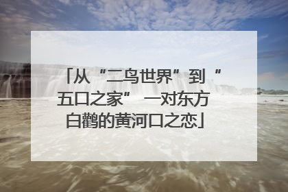 从“二鸟世界”到“五口之家” 一对东方白鹳的黄河口之恋