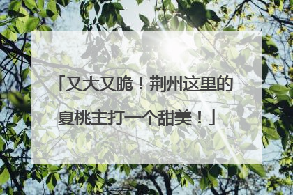 又大又脆！荆州这里的夏桃主打一个甜美！
