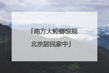 南方大蟑螂惊现北京居民家中
