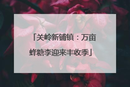 关岭新铺镇：万亩蜂糖李迎来丰收季