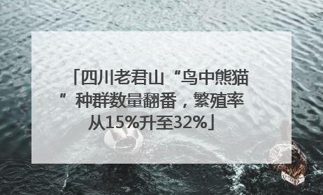 四川老君山“鸟中熊猫”种群数量翻番，繁殖率从15%升至32%