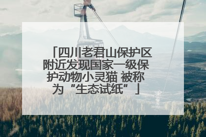 四川老君山保护区附近发现国家一级保护动物小灵猫 被称为“生态试纸”