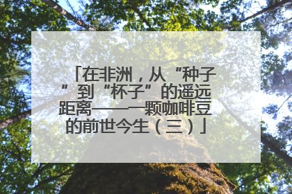在非洲，从“种子”到“杯子”的遥远距离——一颗咖啡豆的前世今生（三）