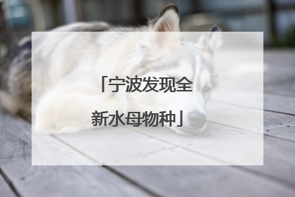 宁波发现全新水母物种
