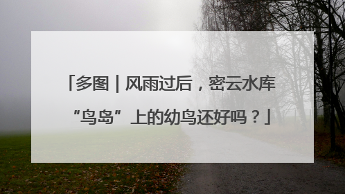 多图｜风雨过后，密云水库“鸟岛”上的幼鸟还好吗？