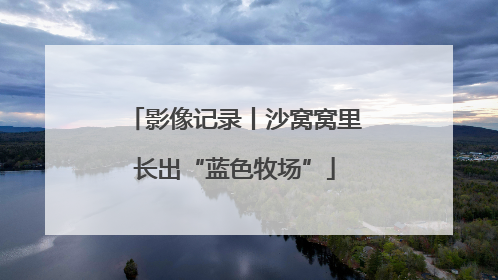 影像记录丨沙窝窝里长出“蓝色牧场”