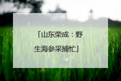 山东荣成：野生海参采捕忙