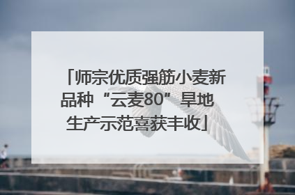 师宗优质强筋小麦新品种“云麦80”旱地生产示范喜获丰收