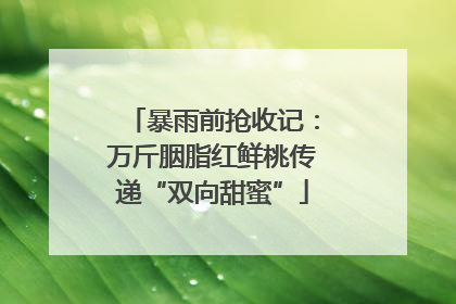 暴雨前抢收记：万斤胭脂红鲜桃传递“双向甜蜜”