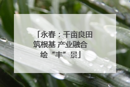 永春：千亩良田筑根基 产业融合绘“丰”景