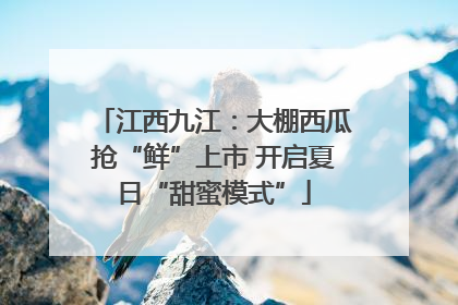 江西九江：大棚西瓜抢“鲜”上市 开启夏日“甜蜜模式”