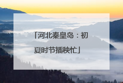河北秦皇岛：初夏时节插秧忙