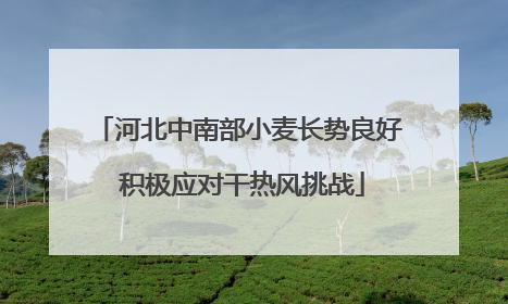 河北中南部小麦长势良好 积极应对干热风挑战