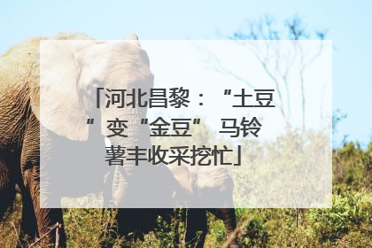 河北昌黎：“土豆”变“金豆” 马铃薯丰收采挖忙