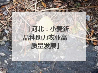 河北：小麦新品种助力农业高质量发展