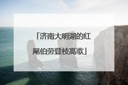 济南大明湖的红尾伯劳登枝高歌