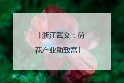 浙江武义：荷花产业助致富