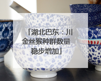 湖北巴东：川金丝猴种群数量稳步增加