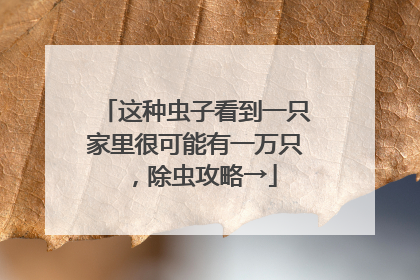 这种虫子看到一只家里很可能有一万只，除虫攻略→