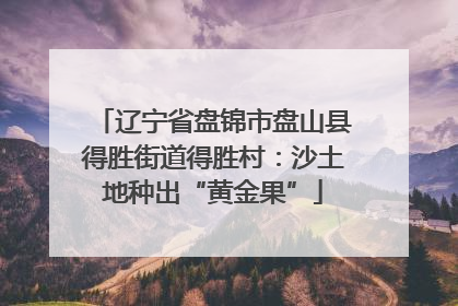 辽宁省盘锦市盘山县得胜街道得胜村：沙土地种出“黄金果”