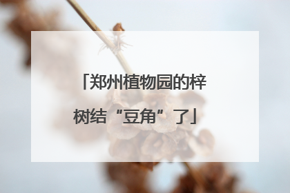 郑州植物园的梓树结“豆角”了