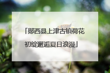 郧西县上津古镇荷花初绽邂逅夏日浪漫