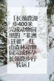 长颈鹿漫步400米完成动物园里的“非洲迁徙” 红山森林动物园完成怀孕长颈鹿步行转运