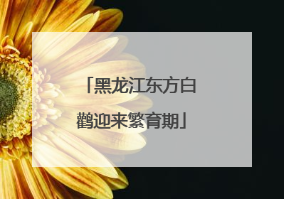 黑龙江东方白鹳迎来繁育期